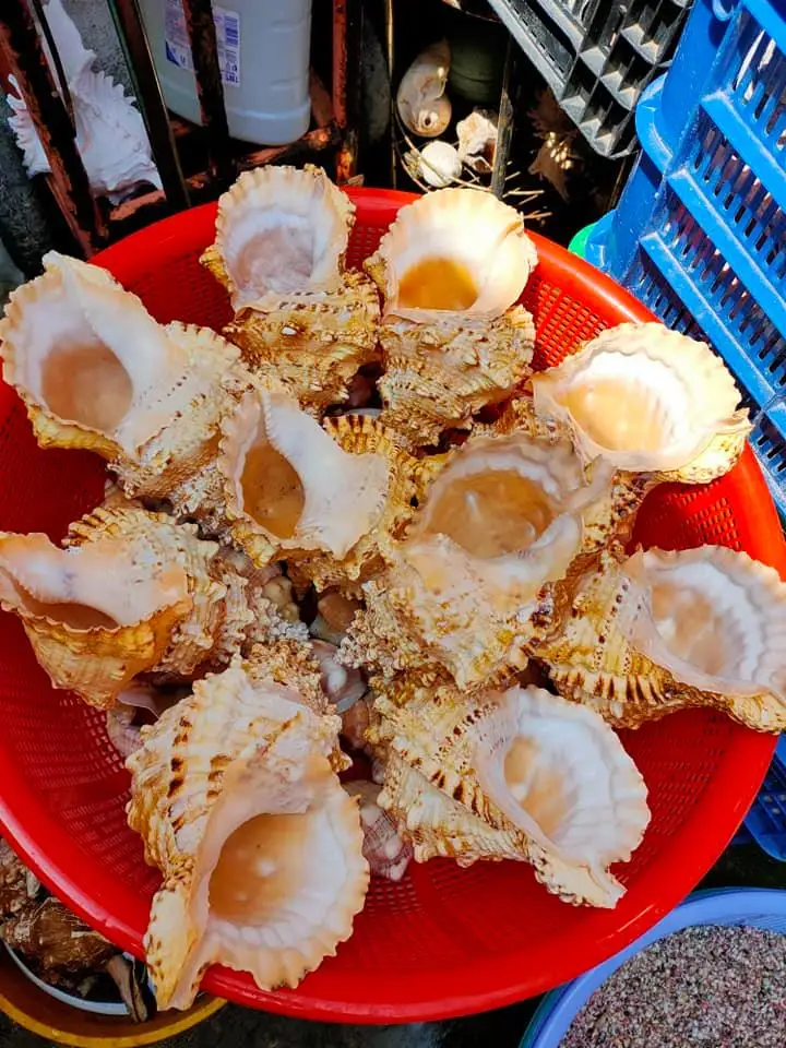 Оптовая продажа ракушка для правой руки