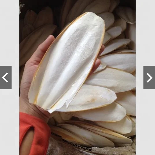 Сушеная кость/кость каракатицы/Ms. Лилия + 84 906927736