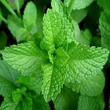 FRESH MINT LEAVES