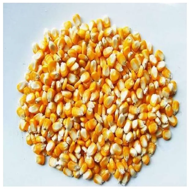 100% Organic Broken Yellow Maize Rich in High Quality Organic dried yellow corn from India
