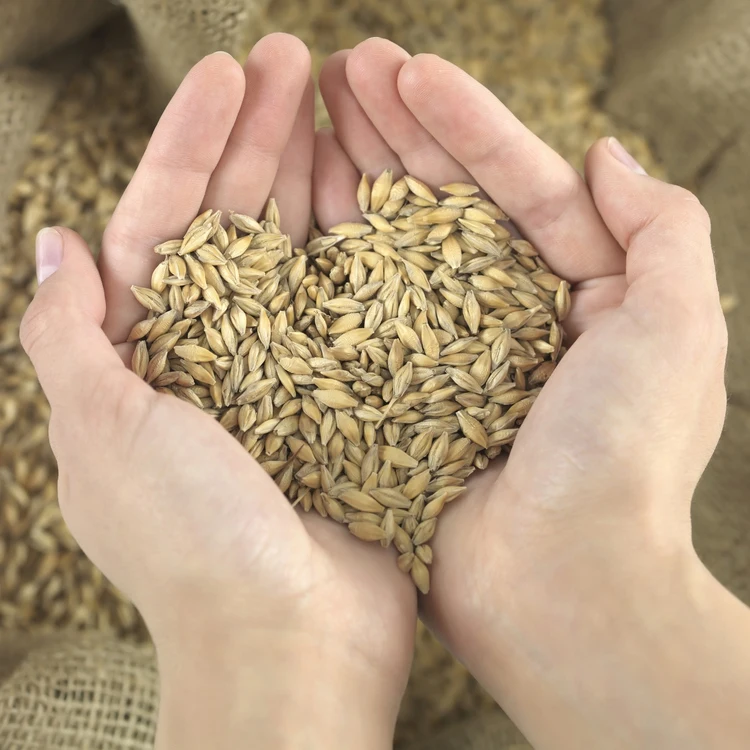 
Feed Barley For Animal Feed and Human 