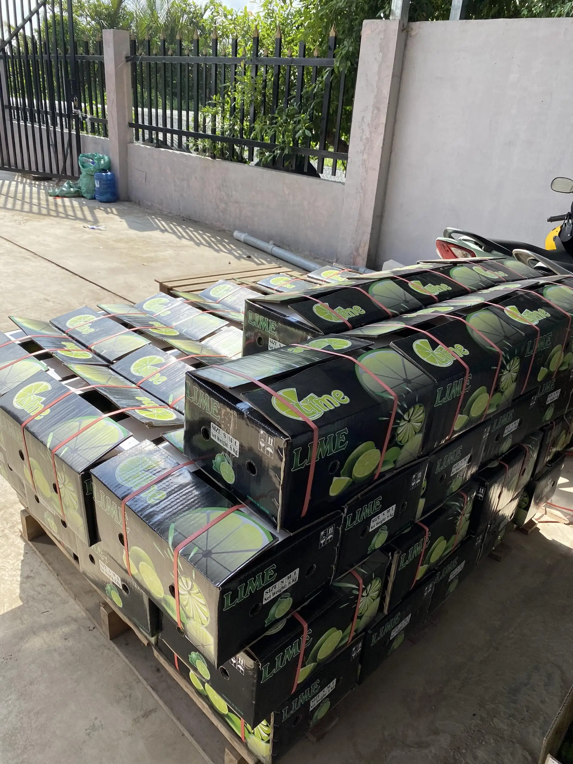 Seedless Lime from Vietnam with best quality and good price