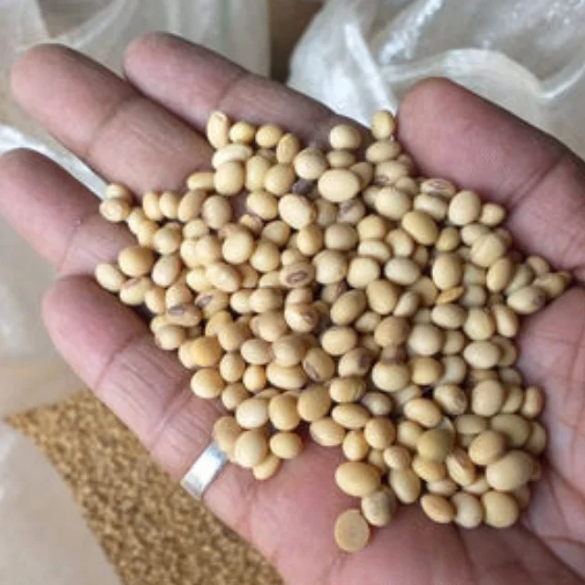 
FRESH CANNED WHITE SOYA BEANS FOR SALE AT WHOLE SALE PRICES 
