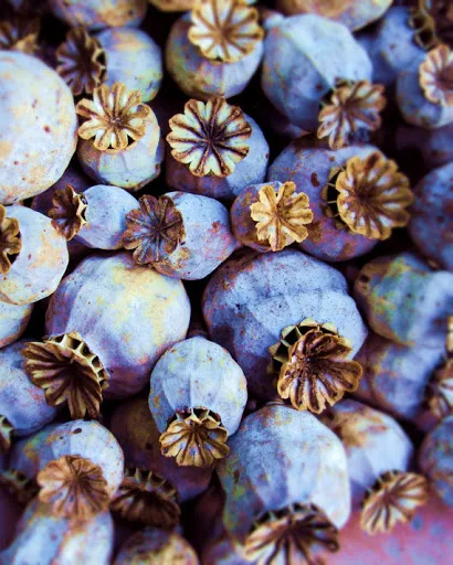 Exporter of Best Quality Blue Poppy Seeds