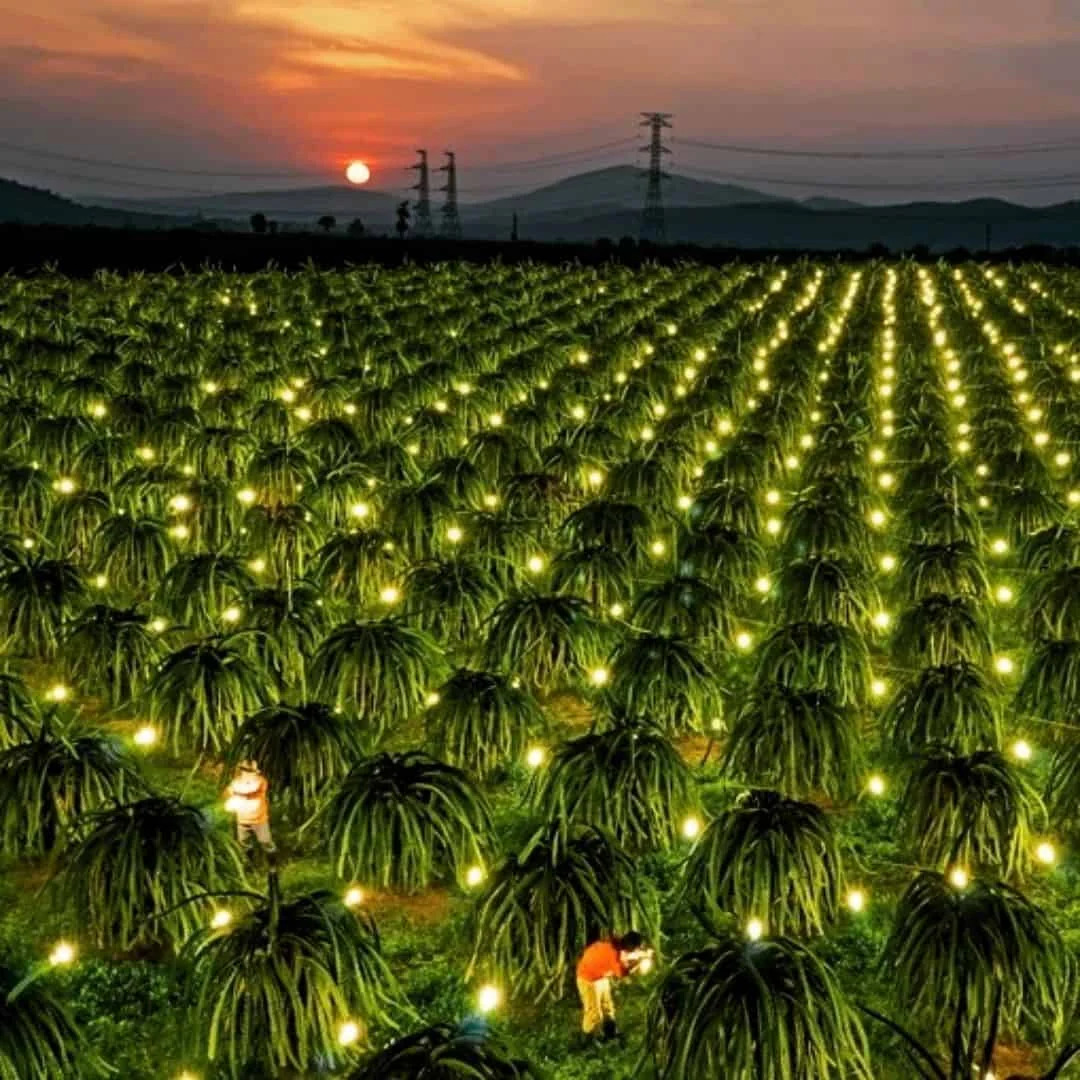 Fresh Dragon Fruit Naturally Sweet dragon fruit vietnam ( Whatsapp +84 393.411.961)