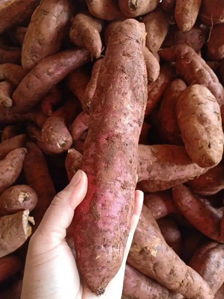 Органический свежий сладкий картофель/новый высококачественный Сладкий Картофель Из Вьетнама