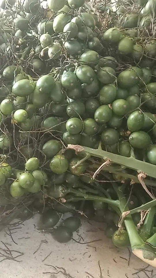 New Product Fresh Fresh Areca Nuts/ Areca Berries/ Betel Nuts - VI HUYNH +84 911 695 402
