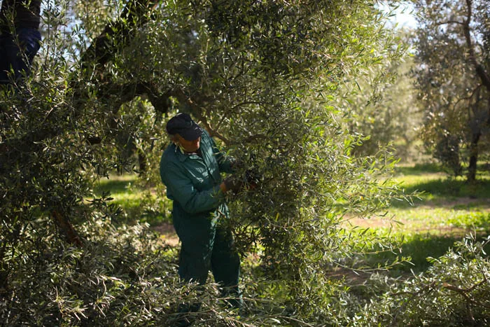 Ginger  Natural Flavored Extra Virgin Olive Oil  Galantino for dressing and cooking 250ml