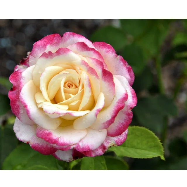 Real Rose Roses Lake Green Rose flower Red Champagne Pink Red Purple Wholesale Factory Price for wedding fresh