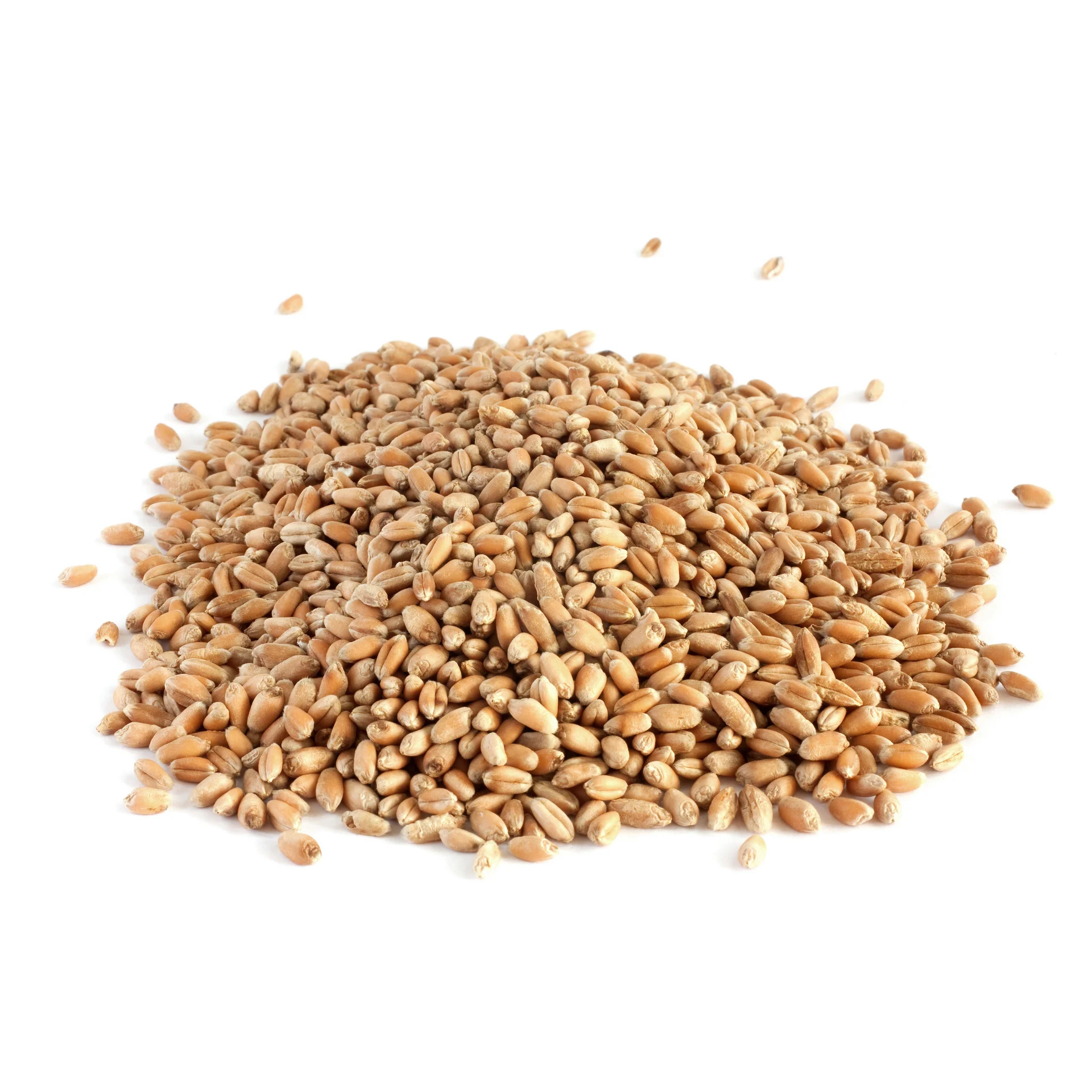Wheat grains HS 295- High quality