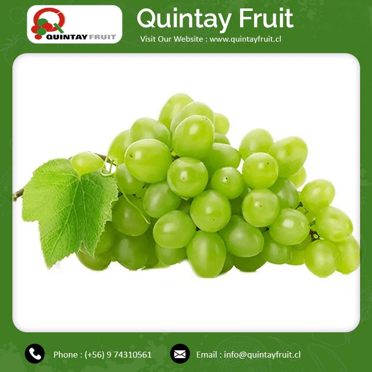 Thompson Seedless Grapes Exporters Cheap Fresh Grapes Fresh Fruit Growing Thompson Seedless Grapes