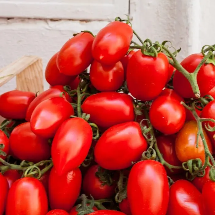 TOMATO Red Style Packaging Mature Card Color Branch Weight Cash Origin Type Credit Variety Greenhouse Colour Product ISO Fresh