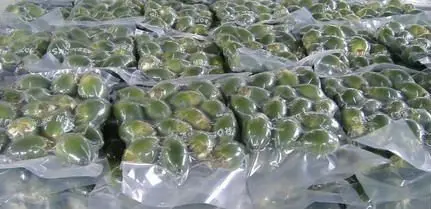 ATL GLOBAL - YOUNG PALM NUT WITH HIGH QUALITY FROM VIETNAM ( Whatsapp: +84975262928, Helen)