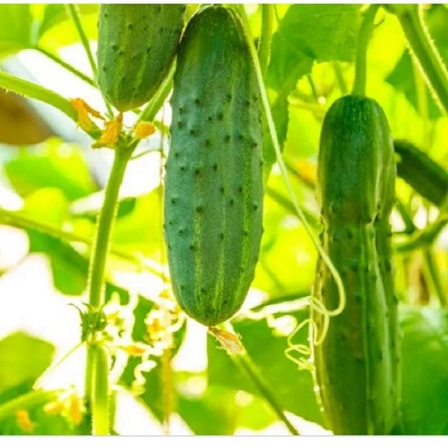 Preserved Cucumber/Gherkins Grade 9-12 CM /Cornichons/ Preserved in Acetic Acid in Barrels Best Indian Gherkins