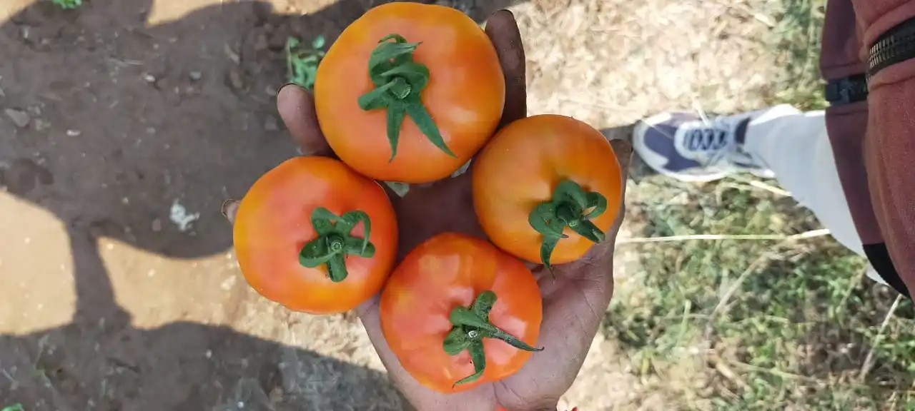
ROUND SHAPE TOMATO SEEDS VERITIES 