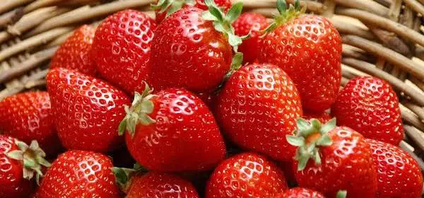 
High Quality Fresh Natural Strawberry 