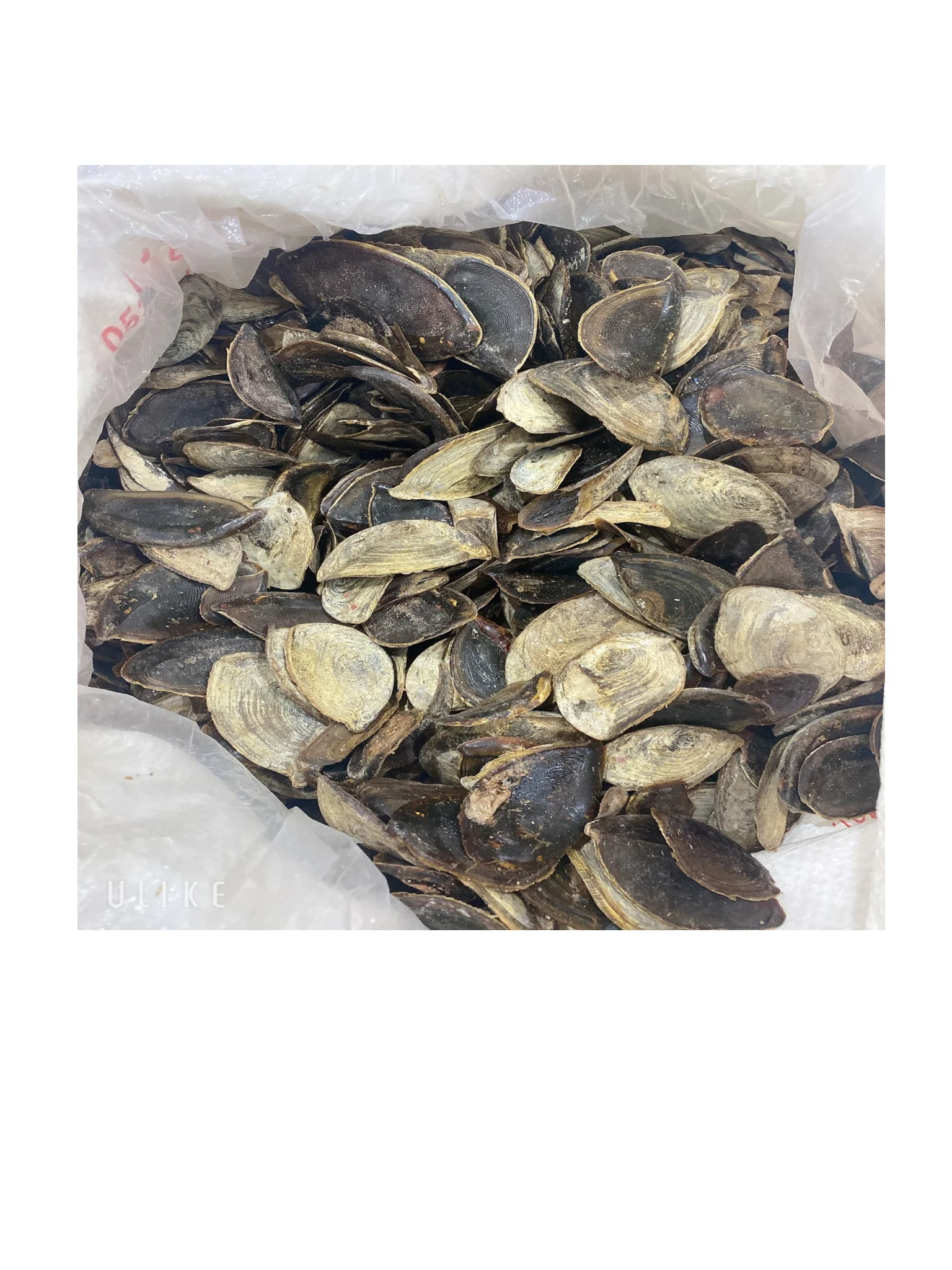 Сушеный мурекс-оперкулум для изготовления духов