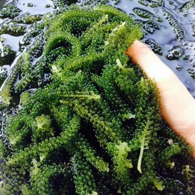 Высококачественные виноградные водоросли-сушеные морские виноградные водоросли-UMIBUDOU/Whatsapp + 84382089109