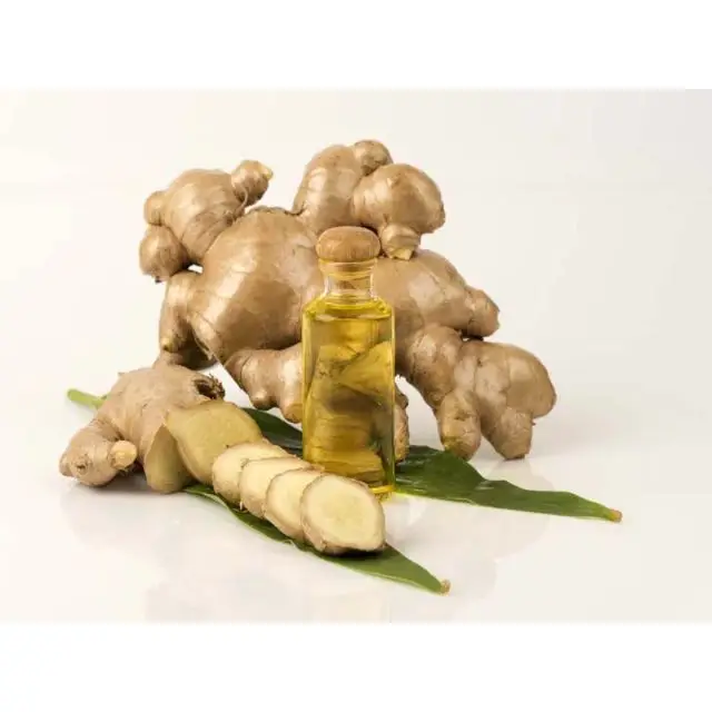 Hot Selling Organic Ginger Oil for Reduce Body Pain from India