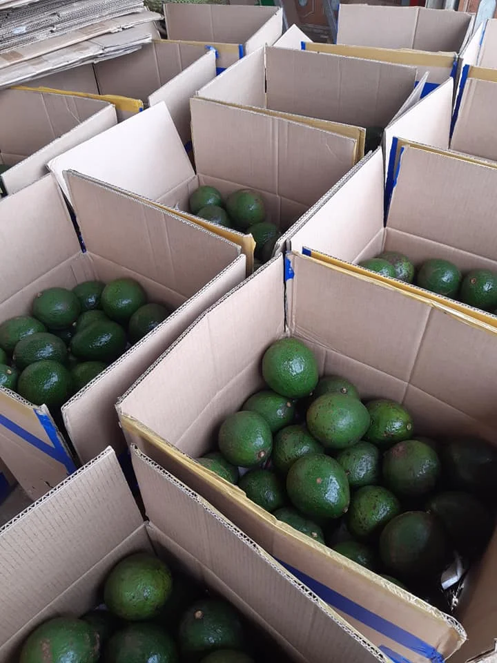 Стенд авокадо 7 свежий HASS FUERTE