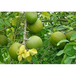 100% NATURAL Aegle Marmelos Powder (Bel Guda Powder) | vilvam Powder from Indian Agri Farm Whatsapp + 919619091811