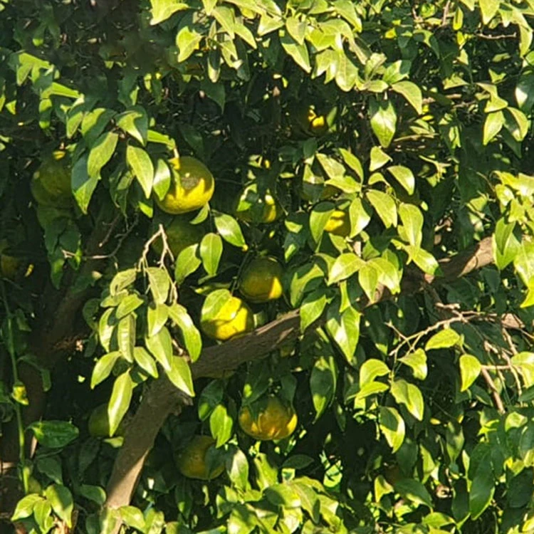 fresh oranges sweet orange mandarin