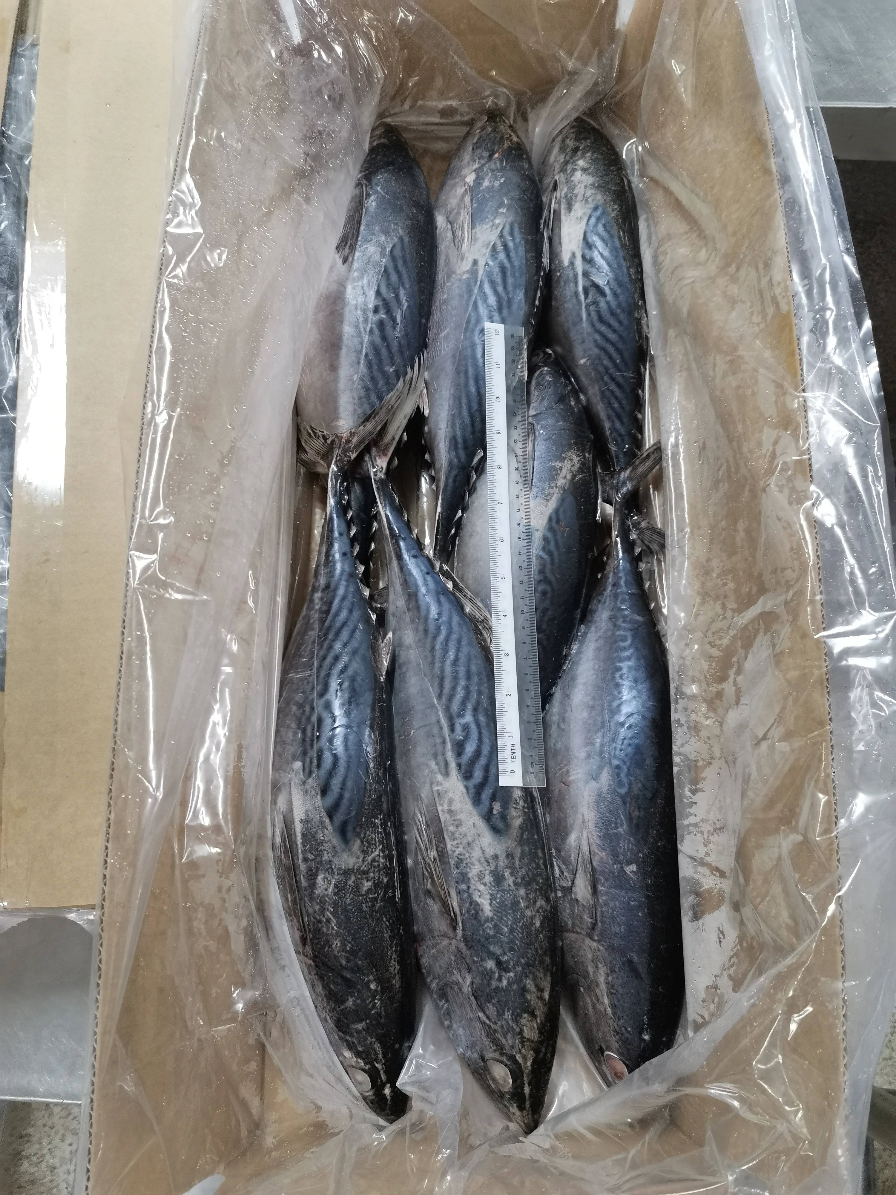 Malaysia Seafood Frozen Whole Round Bonito Tuna With BQF Freezing Process For Premium Quality