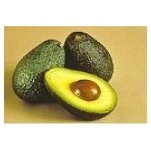 FRESH AVOCADO - PREMIUM QUALITY FOR SALE
