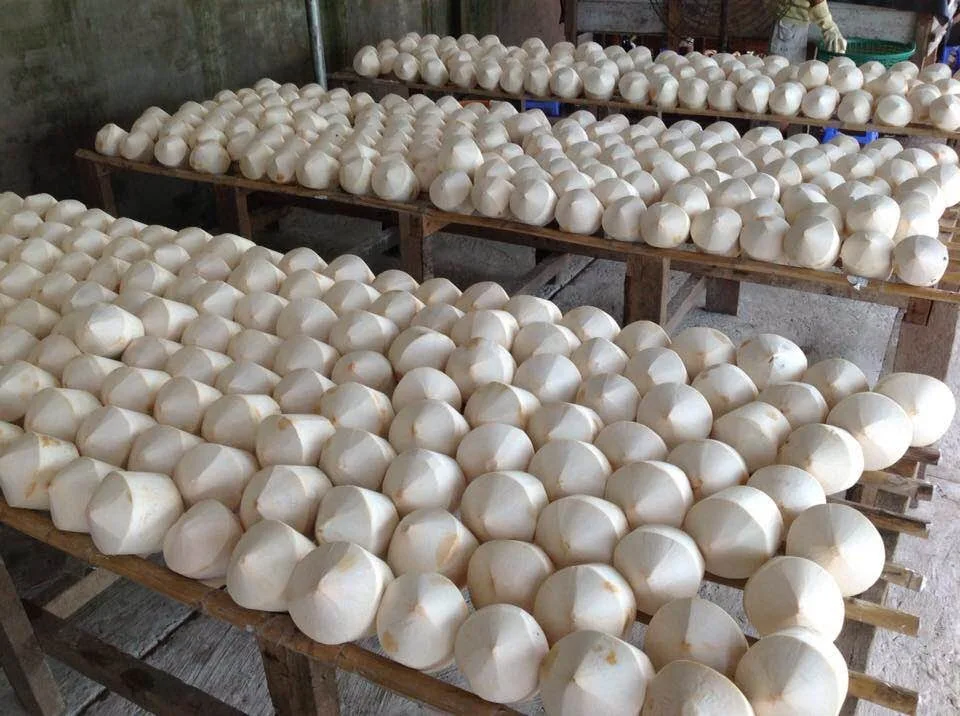Super Sale Fresh Young Coconut Natural And Good Taste From Vietnam With High Quality