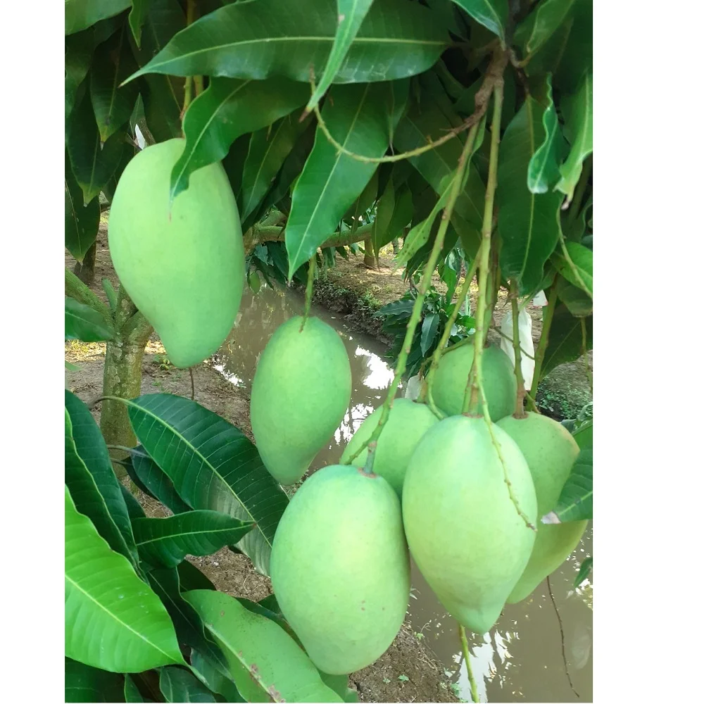 Super Delicious Organic Natural Mild Sweet Green Yellow Tropical Ripe Cat Hoa Loc Mango Fruit exported from Vietnam