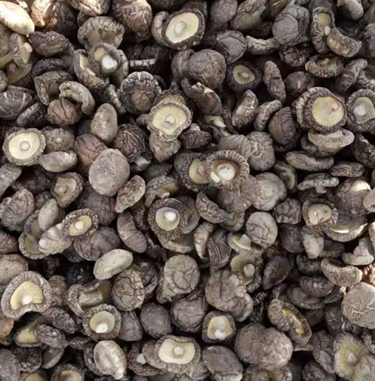 
Natural magic mushrooms dried with good quality 