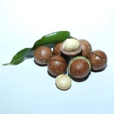 Macadamia nuts ( size 25+mm) According to Organic style ISO certification - High quality macca nuts