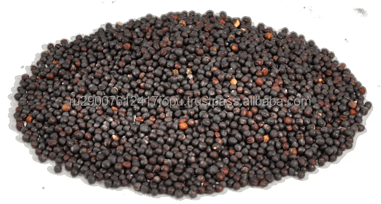 Selected rapeseeds oilseed winter crop for animal feeding and oil production wholesale cheap price, grain