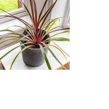 
Cordyline Plants 