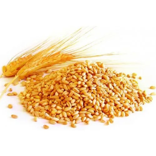 
Top Quality WHEAT GRAINS /Durum Wheat in Bulk supply 
