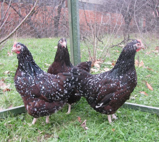 Fertilized egg of special chicken breed Specled Sussex from Turkey best price High Quality