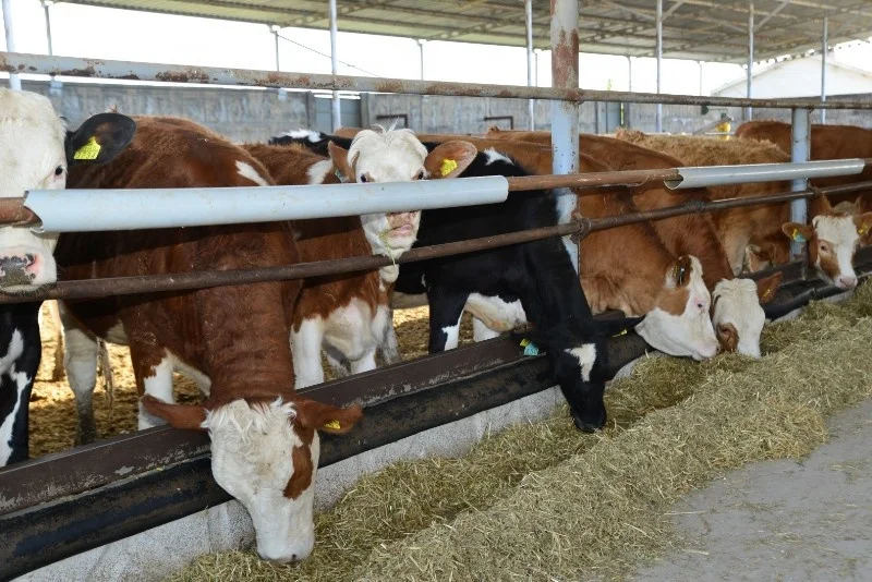 
HIGH PROTEIN ALFALFA HAY BALE FROM TURKEY 