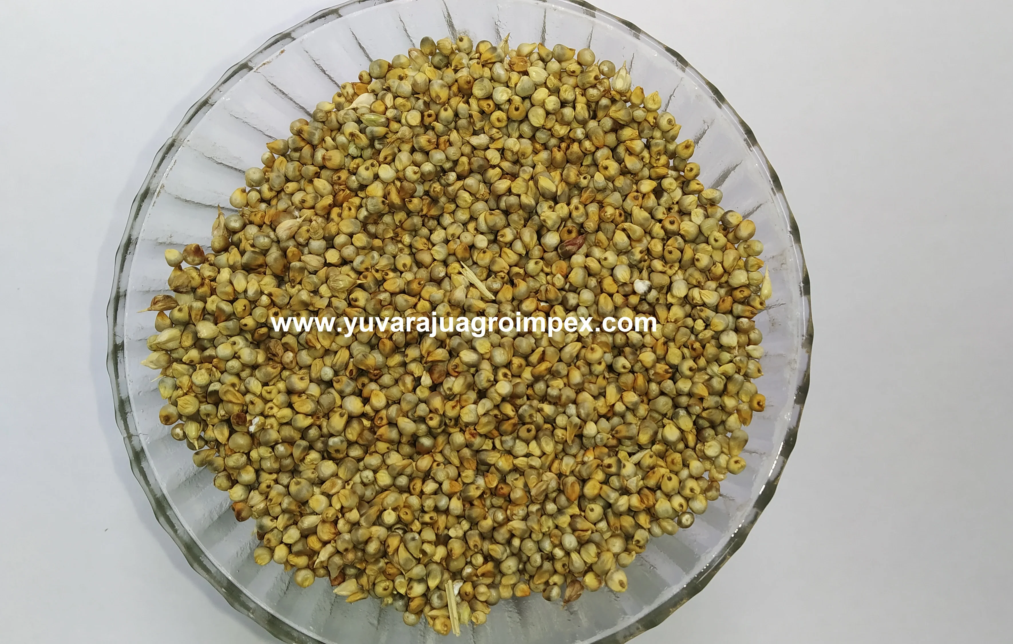 Жемчужные семян пса/лучшее качество экспорт пса в Индии