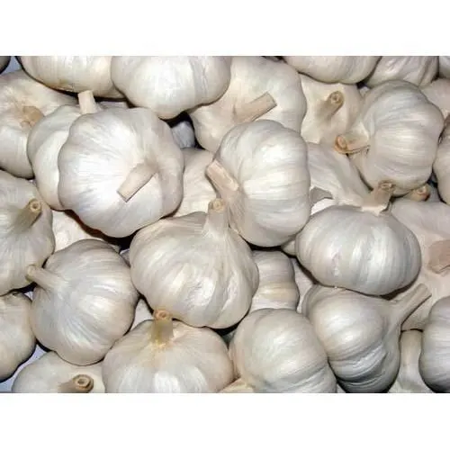 10kg mesh bag fresh garlic from Netherlands