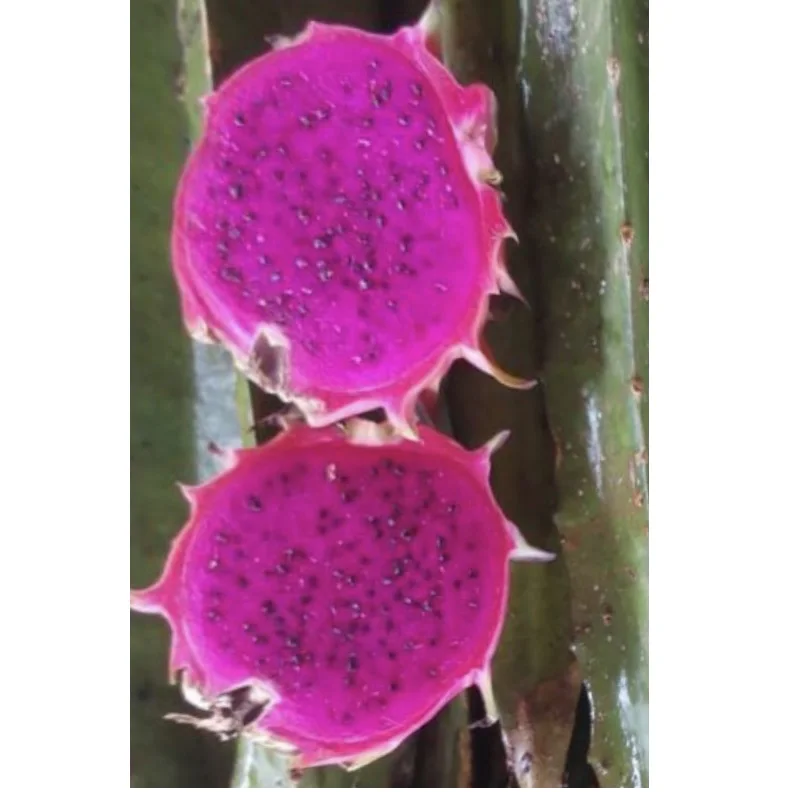 
EWC High Quality From Thailand Little Sweet Tropical Fruit Fresh Dragon Fruit Purple Meat 
