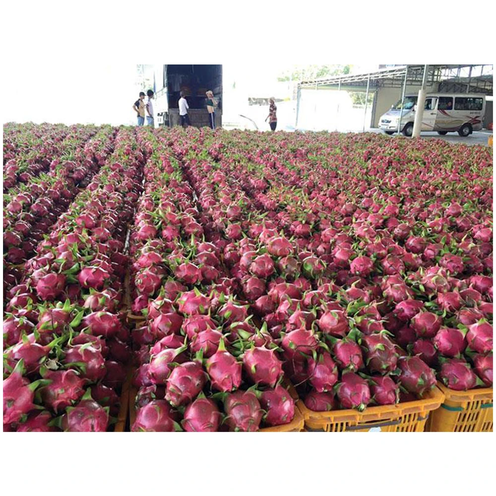 Высококачественный фрукт замороженного дракона для экспорта из Вьетнама