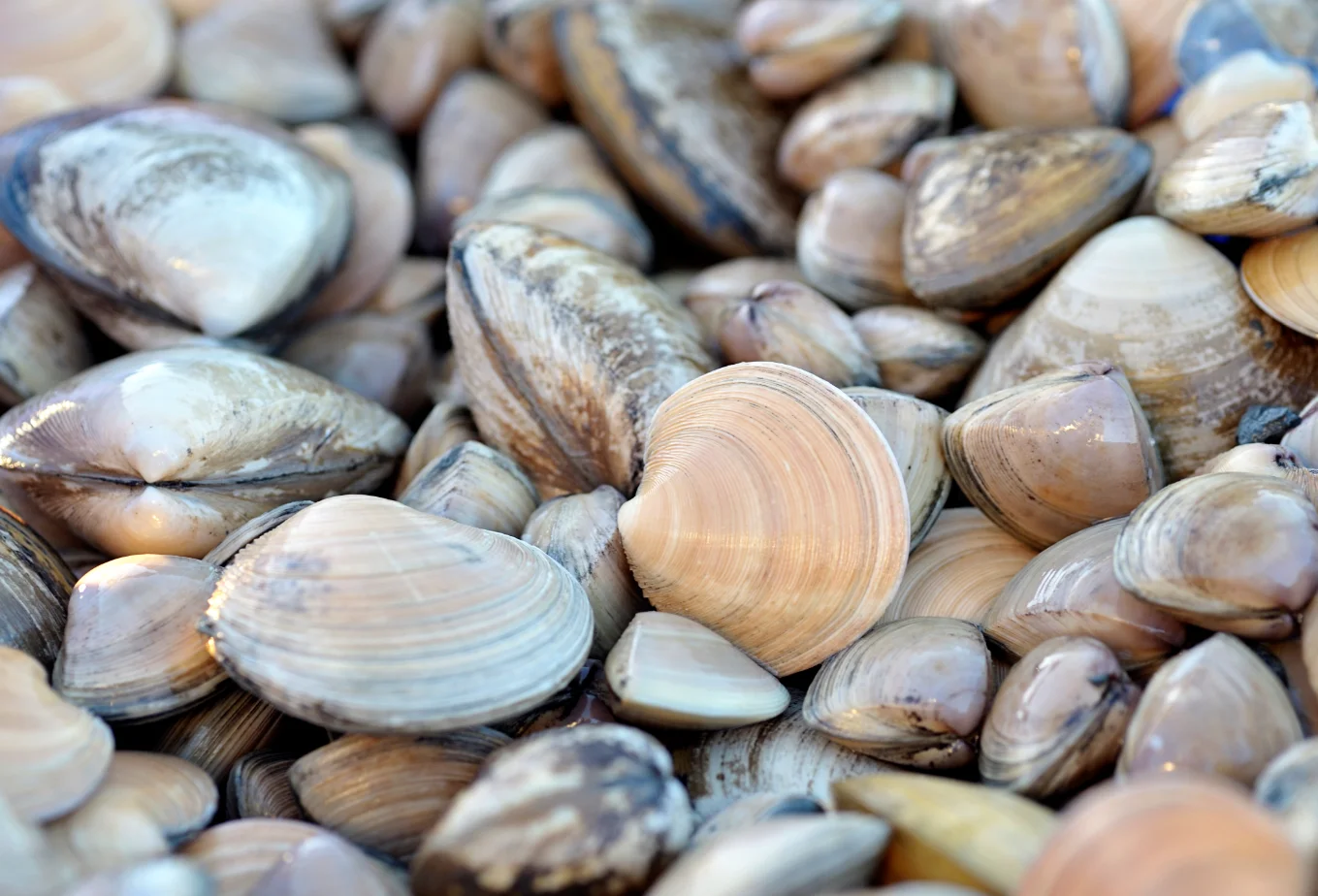 Live Clams Moon Shell 15kg Premium Quality New Zealand Seafood