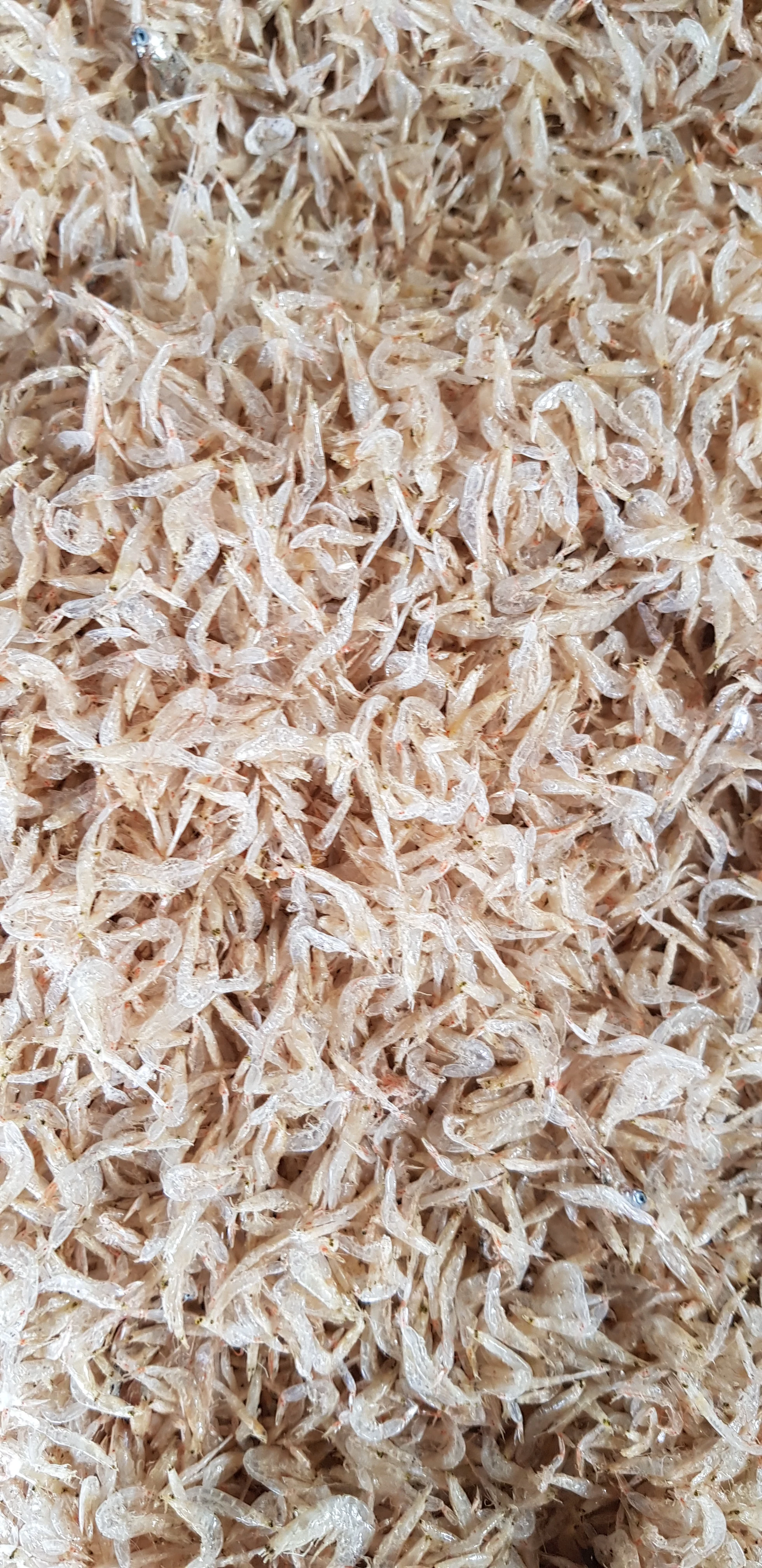 DRIED BABY SHRIMP FOR SALE