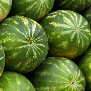 
Fresh sweet Water Melons 