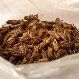 Крикеты съедобные насекомые оптовая продажа еда для домашних животных черви сушеный крикет MS ANNA + 84902804571