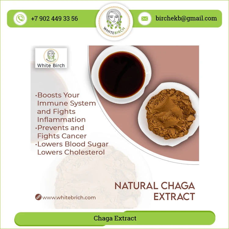 Huge Demand Bulk Selling Superb Health Benefits Herbal Chaga Mushrooms Extract Powder at Low Market Price