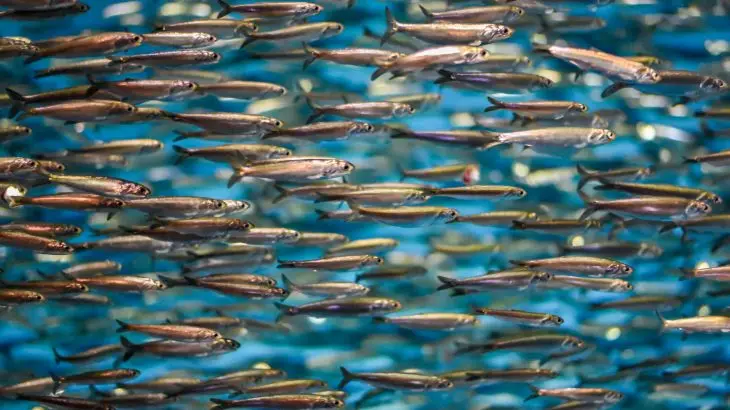 Fisher VINA ONE GLOBAL  high quality Viet Nam Dried Anchovy for Broth Rich In Calcium - Dried Anchovy fish Viet Nam.