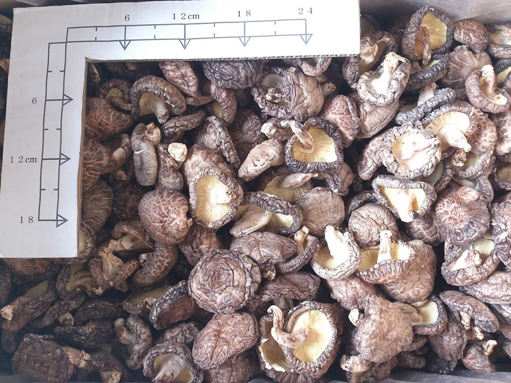 
Healthy Longevity Raw Wild Brown export organic dried shiitake mushroom 1kg 
