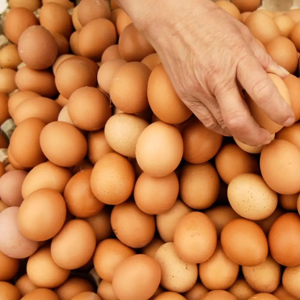 Best Quality Organic Fresh Chicken Table Eggs available