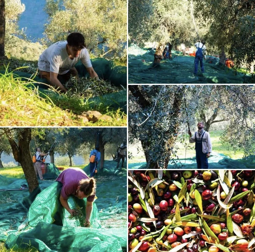 Italian lemon dressing in extra virgin olive oil 250ml ideal for seasoning fish meat salads vegetables